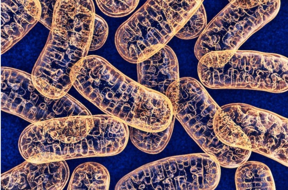 DNA TEST - METABOLICS REPORT