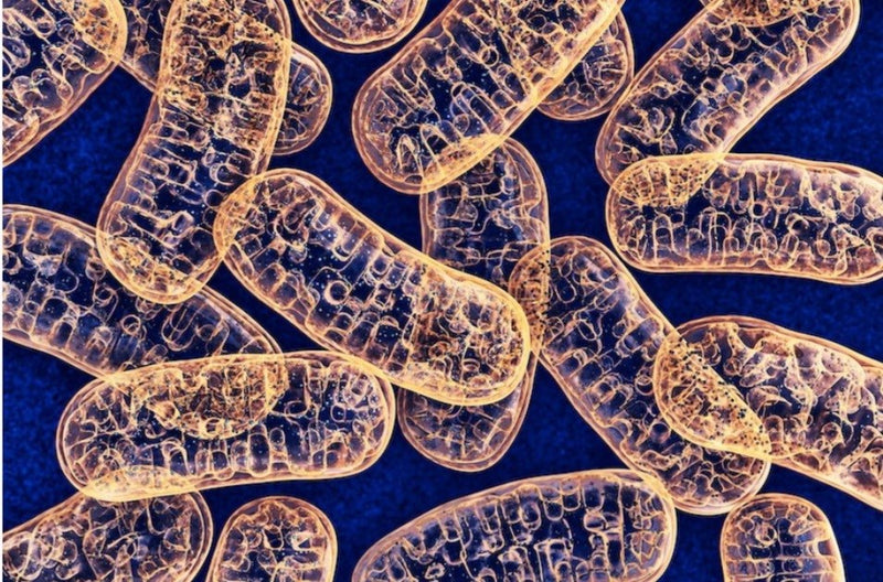 DNA TEST - METABOLICS REPORT