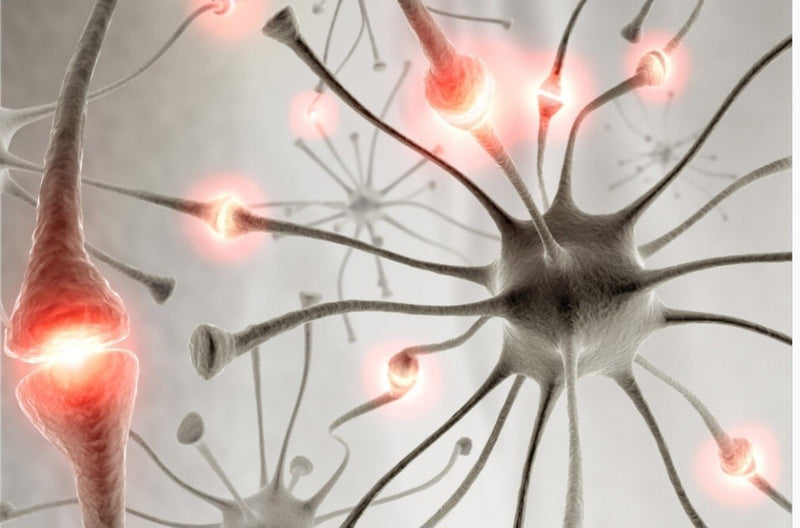 DNA TEST - NERVOUS SYSTEM REPORT